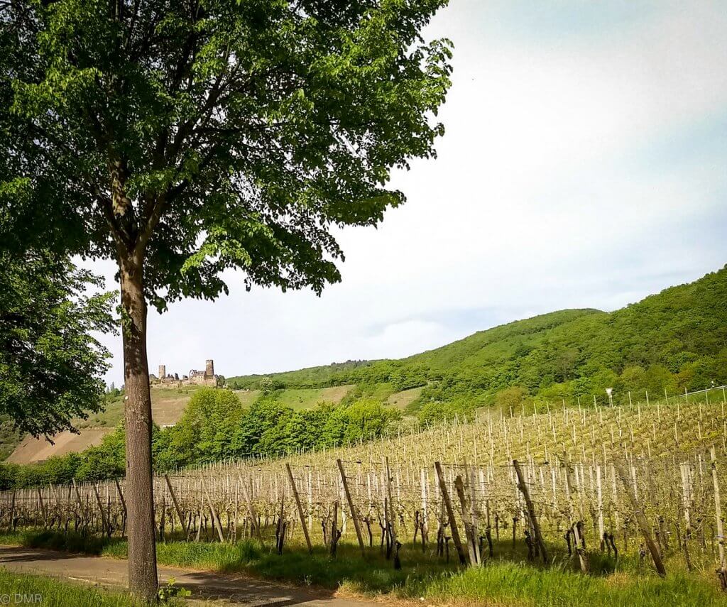 Germany Rhine River Vineyards