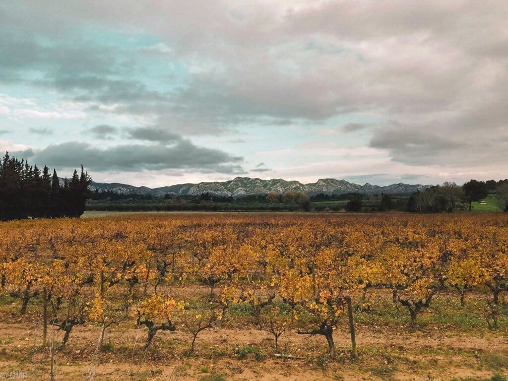 France Luberon vineyard November